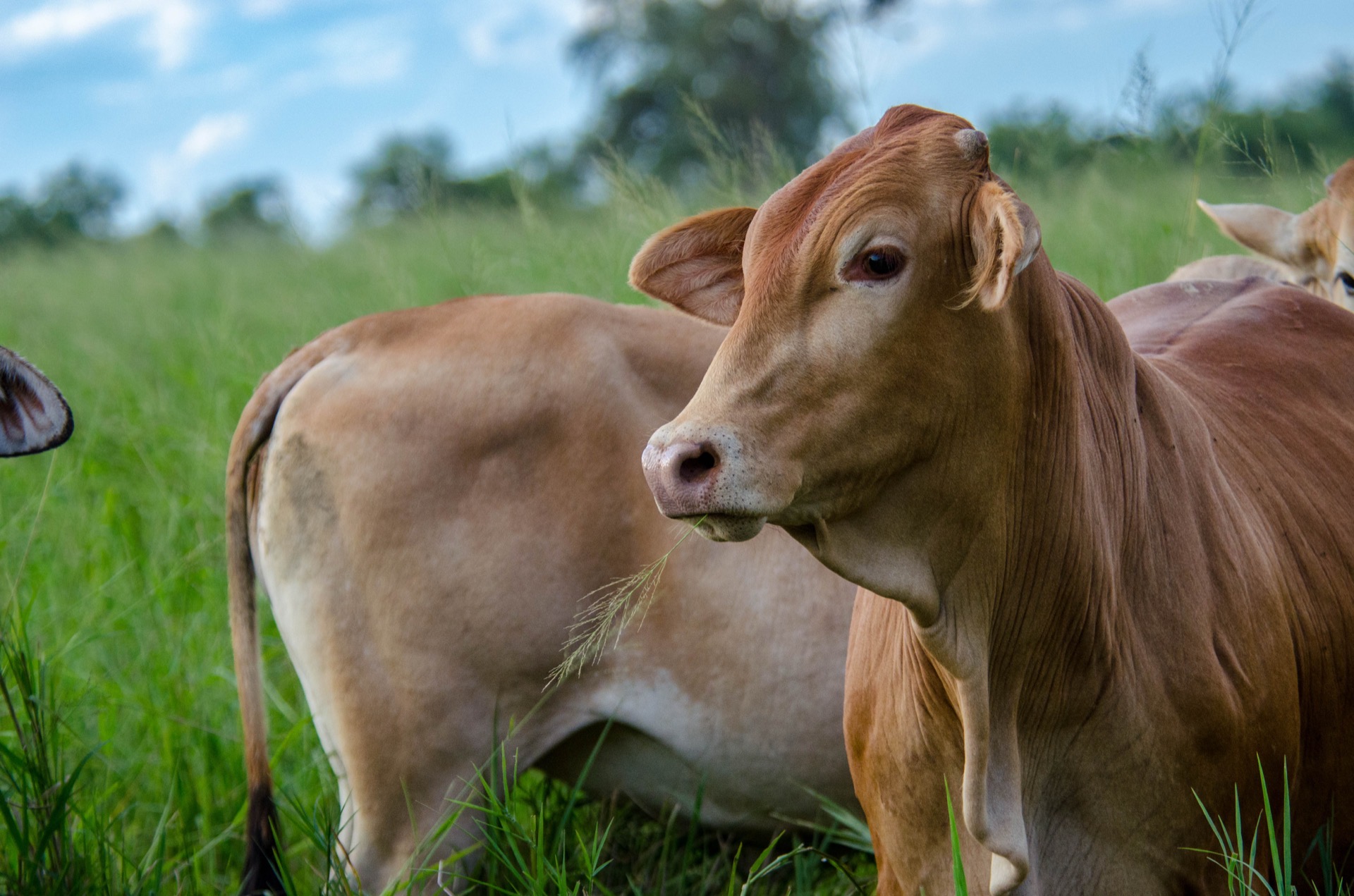 Brahman cow at Chaco Farming Paraguay